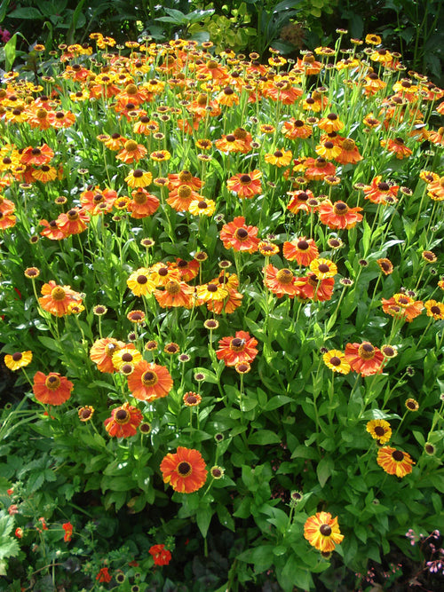 Helenium 'Red Gold'