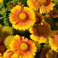 Gaillardia 'Arizona Apricot'